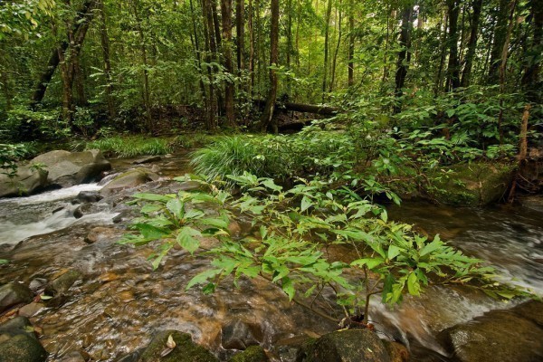 Kenasau Forest